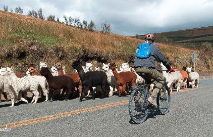 Ciclismo con las vicuñas del Chimborazo
