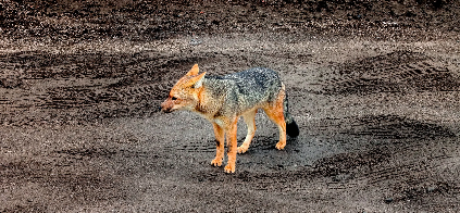 Lobo de páramo en el Cotopaxi, Ecuador