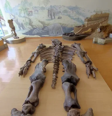 Megaterio en Santa Elena