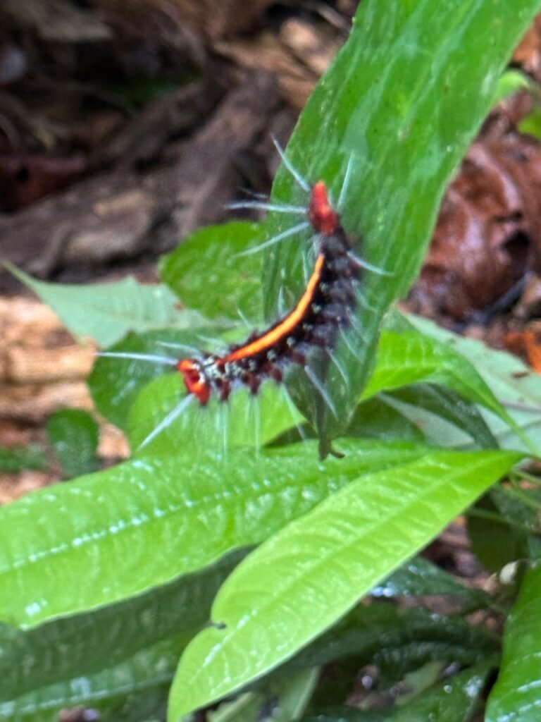 Explosión de colores y vida a cada paso en territorio sapara